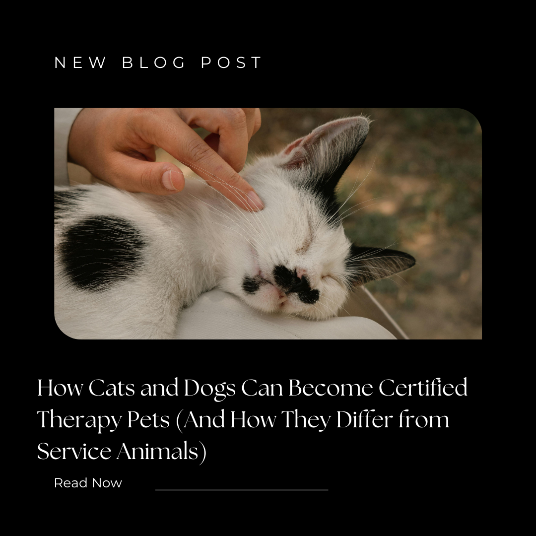 How Cats and Dogs Can Become Certified Therapy Pets (And How They Differ from Service Animals)