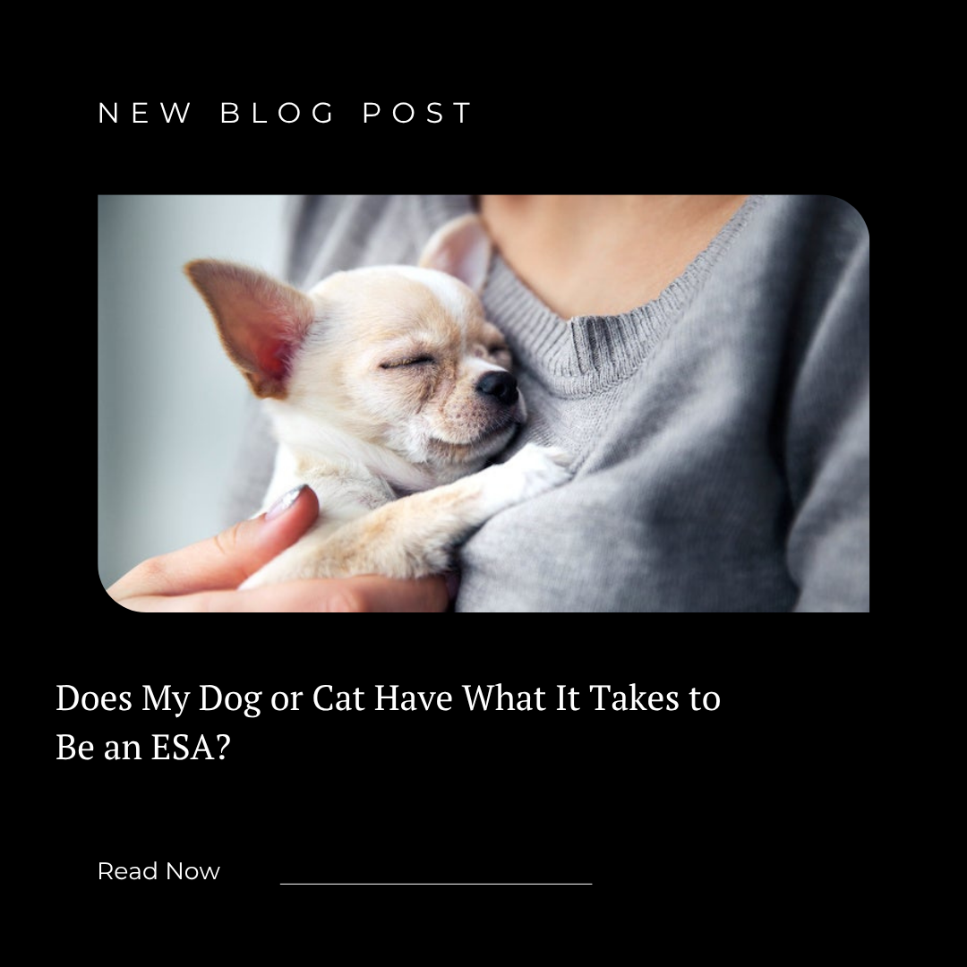 Does My Dog or Cat Have What It Takes to Be an Emotinal Support Animal?