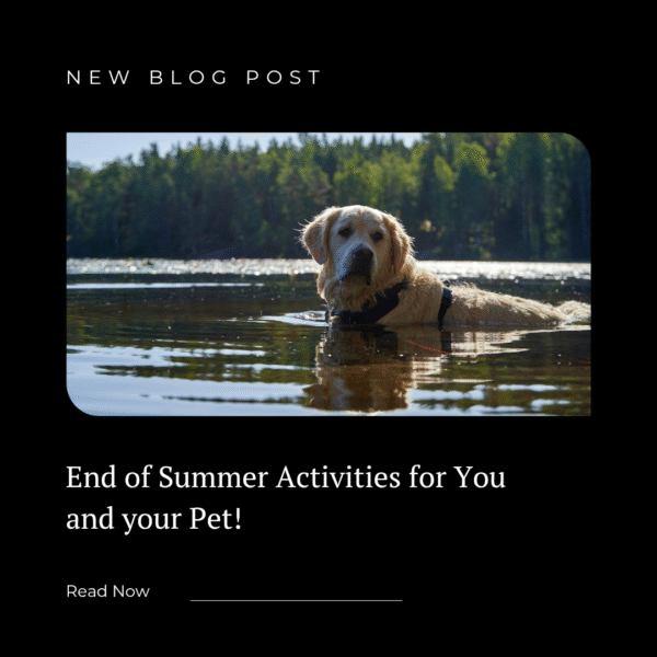 End of Summer Ideas for You and Your Pet