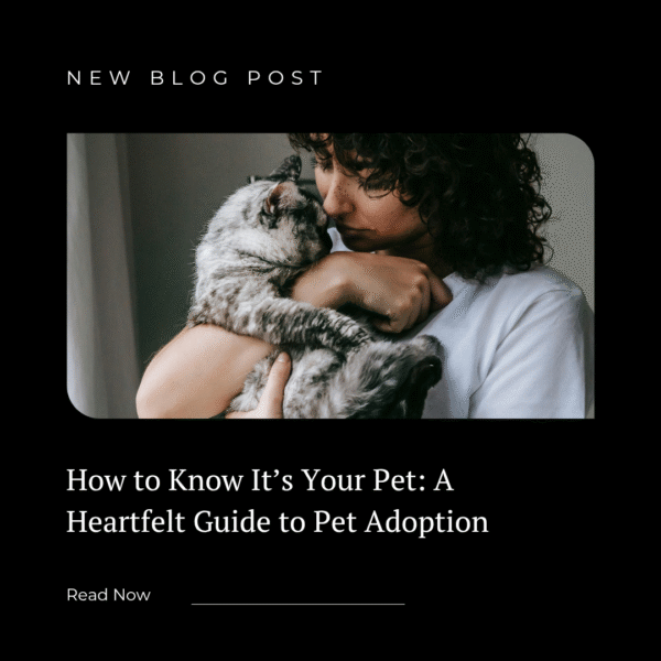 How to Know It’s Your Pet: A Heartfelt Guide to Pet Adoption
