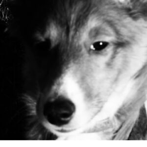 Photo Editing / Retouching