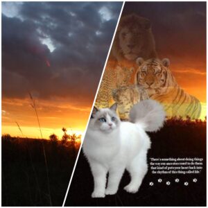 Custom Photo Collage