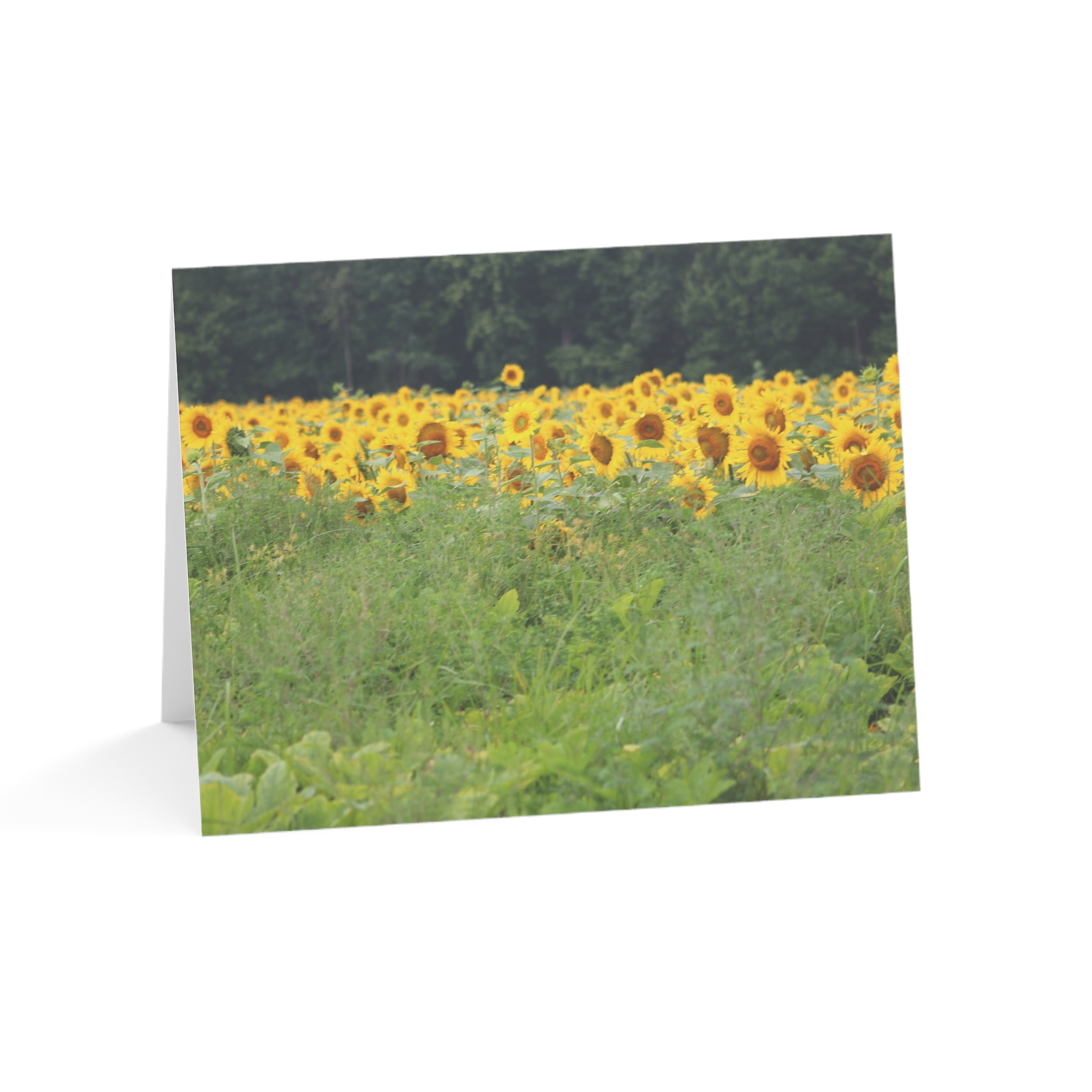 Sunflower Field Greeting Cards (1, 10, 30, and 50pcs) - Image 41