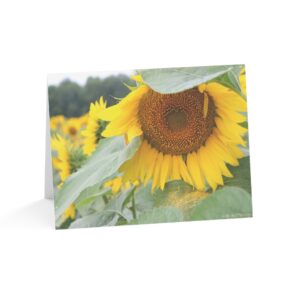 Sunflower Close Up Greeting Cards (1, 10, 30, and 50pcs)